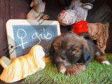 Vente de chiots Lhassa Apsos (LOF)
