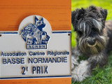 Schnauzer nain mâle de 4 ans disponible pour saillie sur Paris et en Normandie