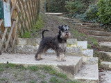 Schnauzer nain mâle de 4 ans disponible pour saillie sur Paris et en Normandie