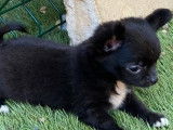 &Agrave; vendre 4 chiots Chihuahuas LOF