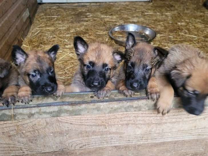 8 chiots Malinois LOF à réserver
