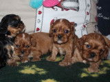 4 chiots femelles Cavaliers King Charles LOF, à réserver