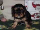 4 chiots femelles Cavaliers King Charles LOF, à réserver