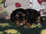 4 chiots femelles Cavaliers King Charles LOF, à réserver