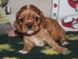 4 chiots femelles Cavaliers King Charles LOF, à réserver