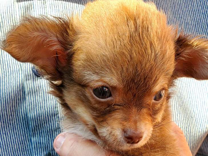 Chiot chihuahua à très petit prix