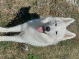 Mâle Berger Blanc Suisse disponible pour saillie