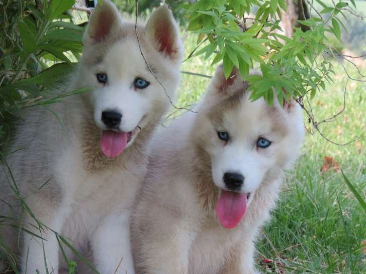 À vendre : deux chiots Huskies De Sibérie (LOF)
