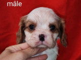 Chiots Cavaliers King Charles (LOF), à réserver