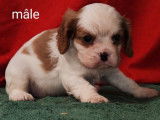 Chiots Cavaliers King Charles (LOF), à réserver