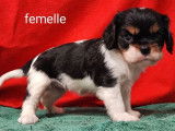 Chiots Cavaliers King Charles (LOF), à réserver