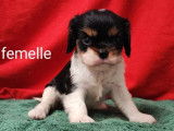 Chiots Cavaliers King Charles (LOF), à réserver