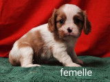 Chiots Cavaliers King Charles (LOF), à réserver