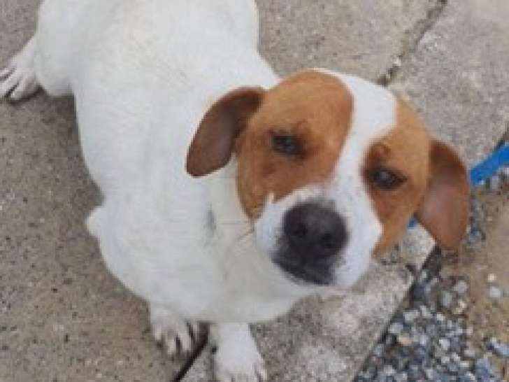 Chien de 2 ans bicolore à donner