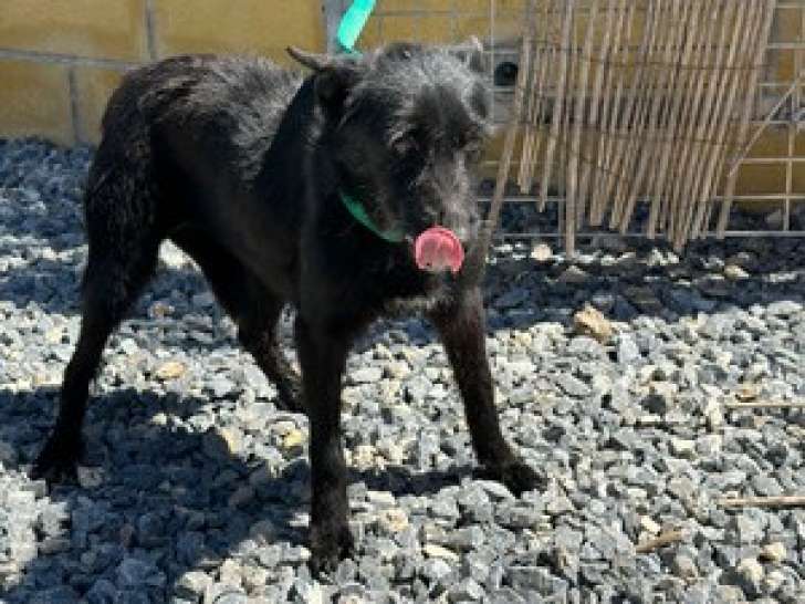 Chienne de 2 ans à adopter