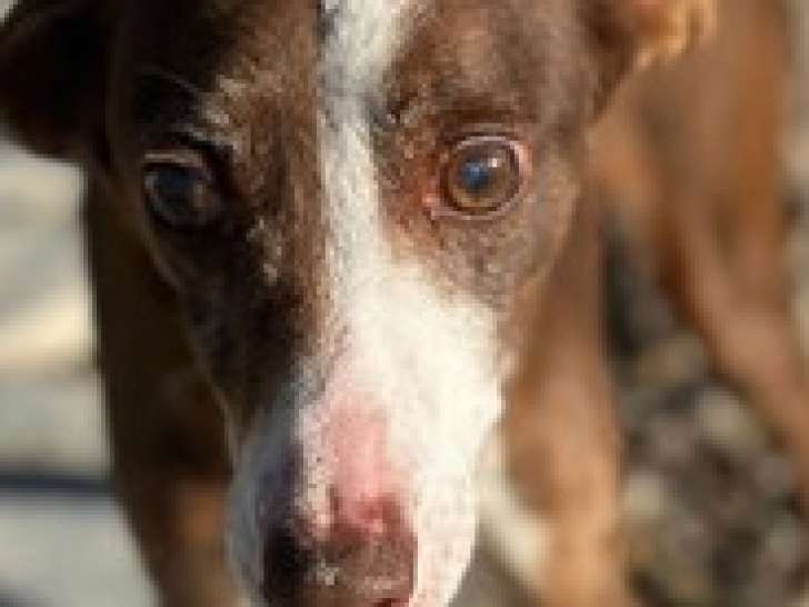Chienne de 10 ans à donner