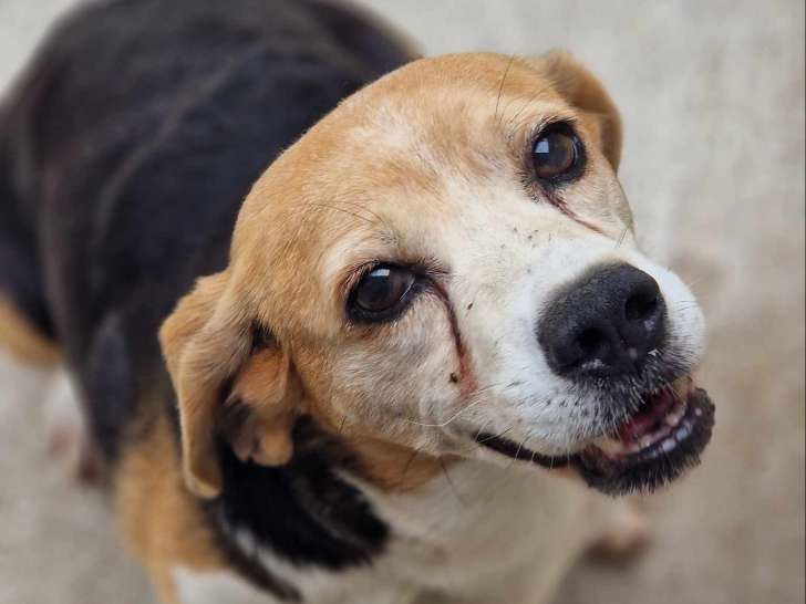 Chienne Beagle de 9 ans à adopter