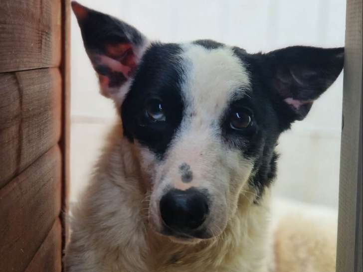 Chienne d'un an à donner