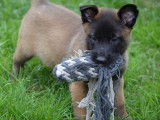 Des chiots Malinois fauve charbonné à vendre
