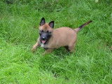 Des chiots Malinois fauve charbonné à vendre