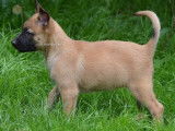 Des chiots Malinois fauve charbonné à vendre