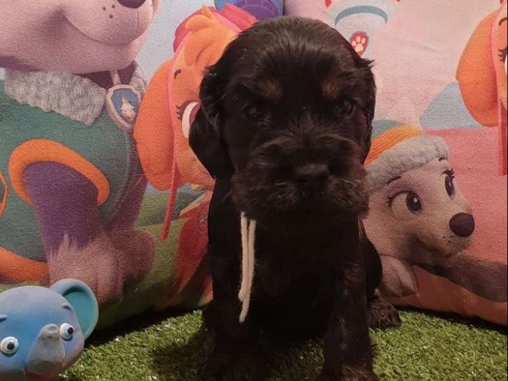 Des chiots Cockers Spaniels Américains LOF à réserver