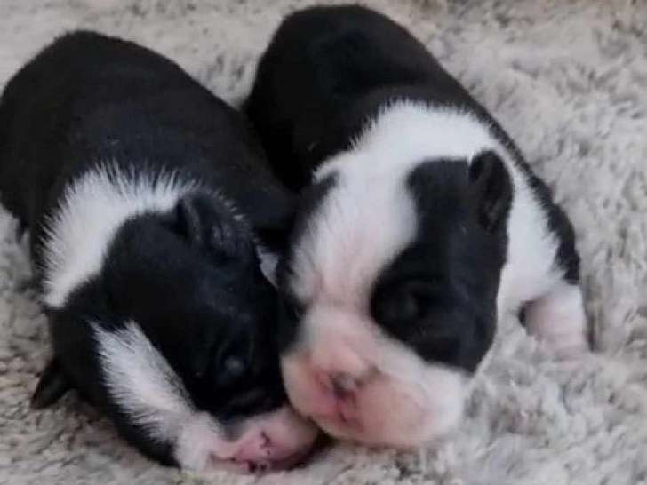 2 chiots mâles Boston Terriers LOF à réserver