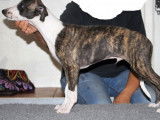Chiots Whippets mâles (LOF), à vendre