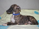 Chiots Whippets mâles (LOF), à vendre