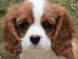À vendre : un chiot Cavaliers King Charles femelle blanc et feu