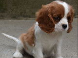 À vendre : un chiot Cavaliers King Charles femelle blanc et feu