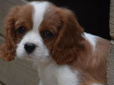 À vendre : un chiot Cavaliers King Charles femelle blanc et feu