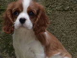 À vendre : un chiot Cavaliers King Charles femelle blanc et feu