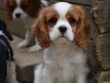 À vendre : un chiot Cavaliers King Charles femelle blanc et feu