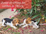 Deux chiots Beagles LOF à la vente