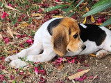 Deux chiots Beagles LOF à la vente