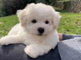 Mâle Bichon Frisé disponible pour saillie