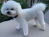 Mâle Bichon Frisé disponible pour saillie