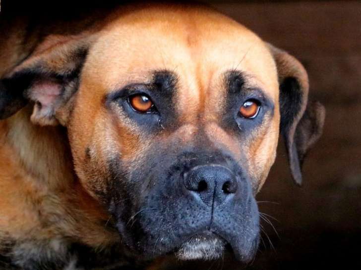 Un chien femelle Dogue de Majorque de 2 ans à la vente (LOF)
