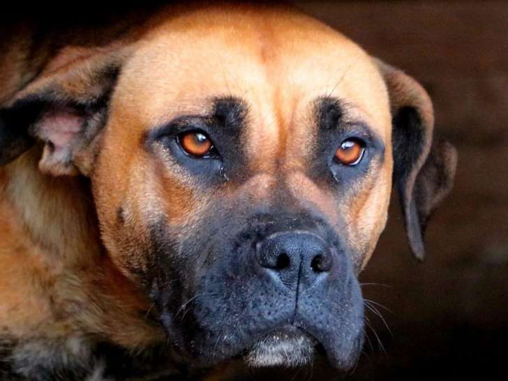 Une chienne Dogue de Majorque LOF de 2 ans disponible à la vente