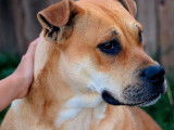 Une chienne Dogue de Majorque LOF de 2 ans disponible à la vente