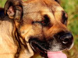 Une chienne Dogue de Majorque LOF de 2 ans disponible à la vente