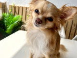 Mâle Chihuahua disponible pour saillie