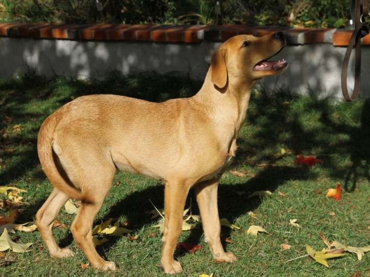 Chiots de race Labrador Retriever à vendre (1 male fauve)