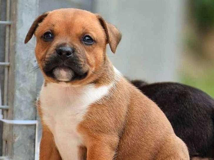 Réservation de deux chiots Staffordshire Bull Terriers (LOF)