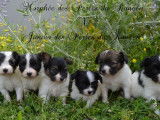 À réserver : chiots Épagneuls Nains Continentaux Papillons mâles (LOF)