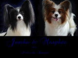 À réserver : chiots Épagneuls Nains Continentaux Papillons mâles (LOF)