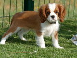 Vente de deux chiots Cavaliers King Charles mâles au pelage blenheim (LOF)