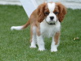 Vente de deux chiots Cavaliers King Charles mâles au pelage blenheim (LOF)