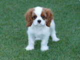 Vente de deux chiots Cavaliers King Charles mâles au pelage blenheim (LOF)